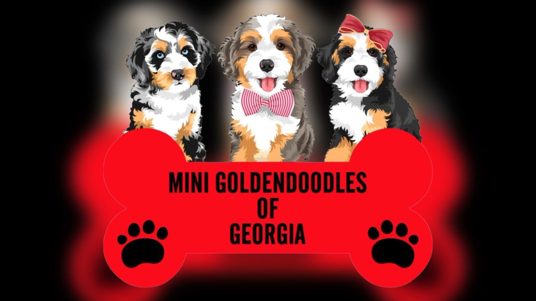 MiNi Goldendoodles Of Mini Goldendoodle, Breeder, Puppies